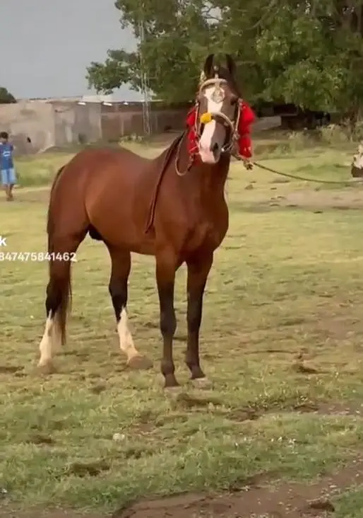 Desi english mix breed stallion | HOURSE | desi hourse | ghora