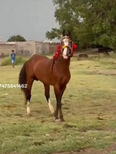 Desi english mix breed stallion | HOURSE | desi hourse | ghora
