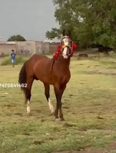 Desi english mix breed stallion | HOURSE | desi hourse | ghora — photo 3