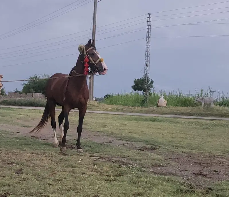 Desi english mix breed stallion | HOURSE | desi hourse | ghora — photo 4