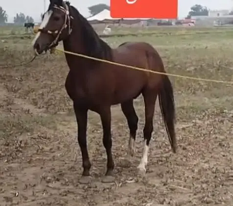 Desi english mix breed stallion | HOURSE | desi hourse | ghora — photo 2