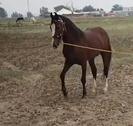 Desi english mix breed stallion | HOURSE | desi hourse | ghora — photo 6
