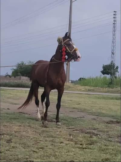 desi neza baaz horse
