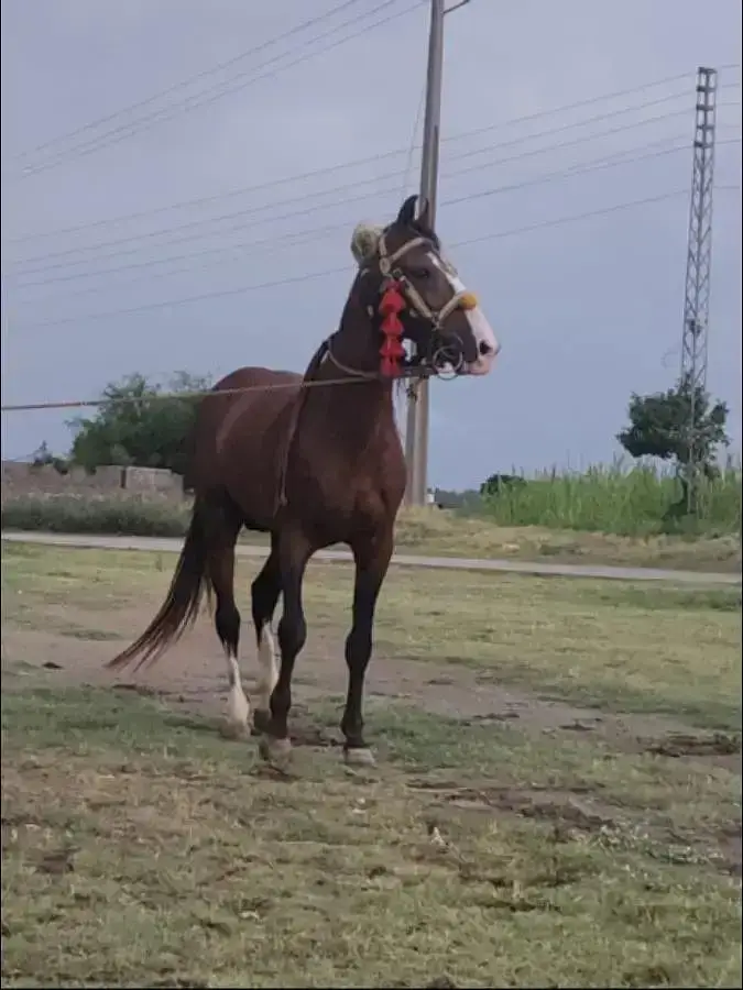 Desi english mix breed stallion | HOURSE | desi hourse | ghora — photo 5