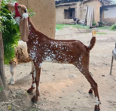 fresh 2 dant makhi cheeni