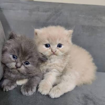 Persian kittens. Whatapp//0370460///2354