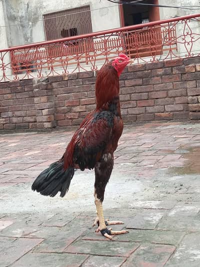 long hight patha