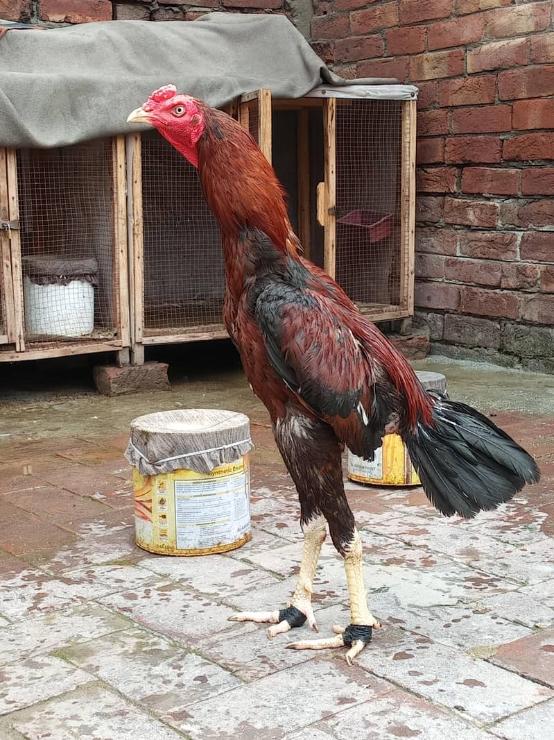 long hight patha 1