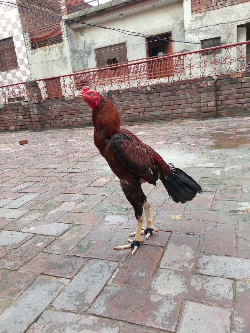 long hight patha 4