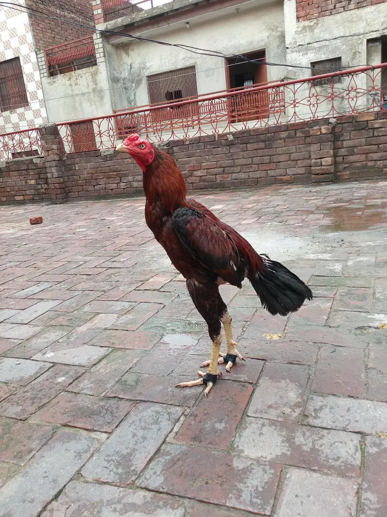 long hight patha — photo 5