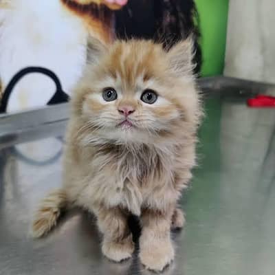 Persian kittens. Whatapp//0370460///2354