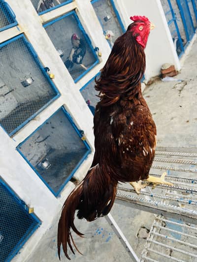 Amroh | High Quality | Aseel Breed For sale available