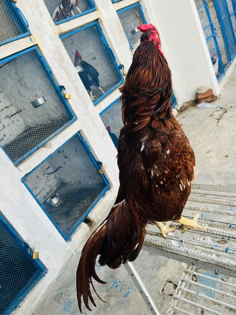 Amroh | High Quality | Aseel Breed For sale available — photo 2