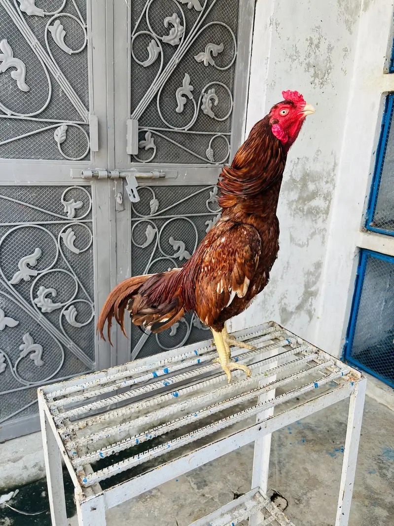 Amroh | High Quality | Aseel Breed For sale available — photo 3