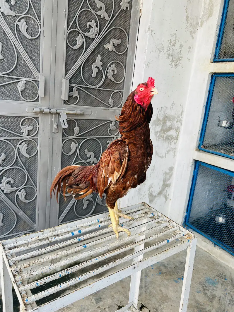 Amroh | High Quality | Aseel Breed For sale available — photo 4