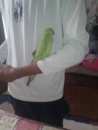 Ringneck female