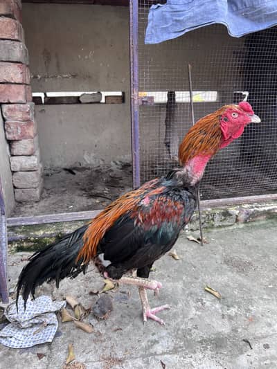 Aseel Murgha for Sale – Healthy & Active