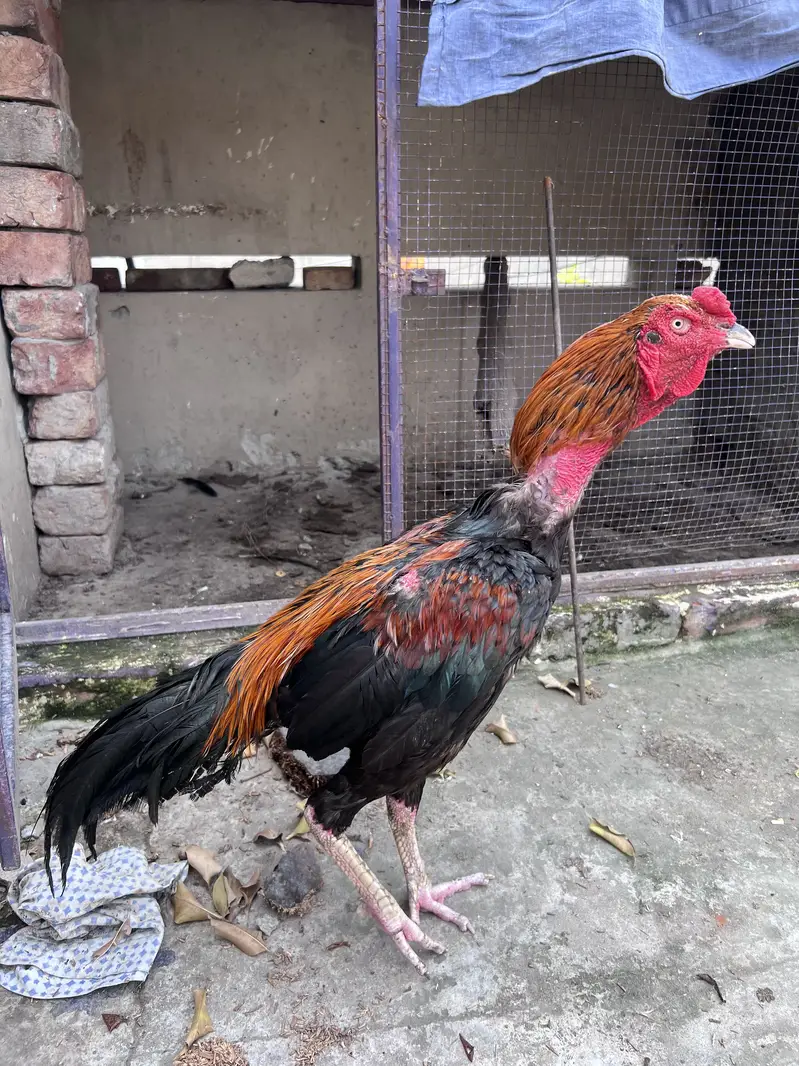 Aseel Murgha for Sale – Healthy & Active — photo 4
