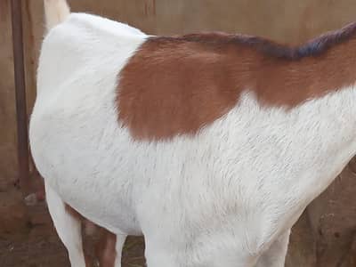 Female goat