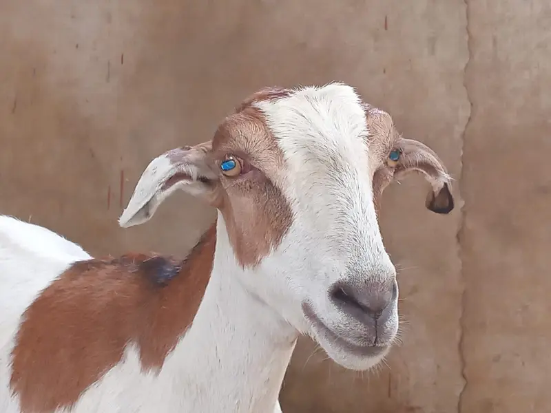 Female goat for sale. — photo 2