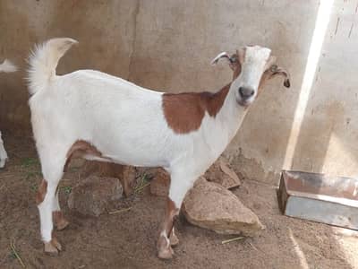 Female goat for sale.