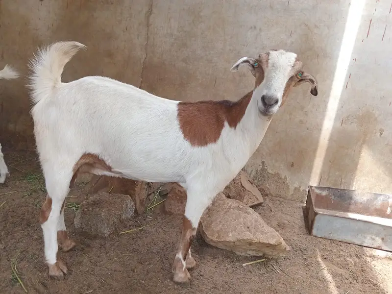 Female goat for sale. — photo 3