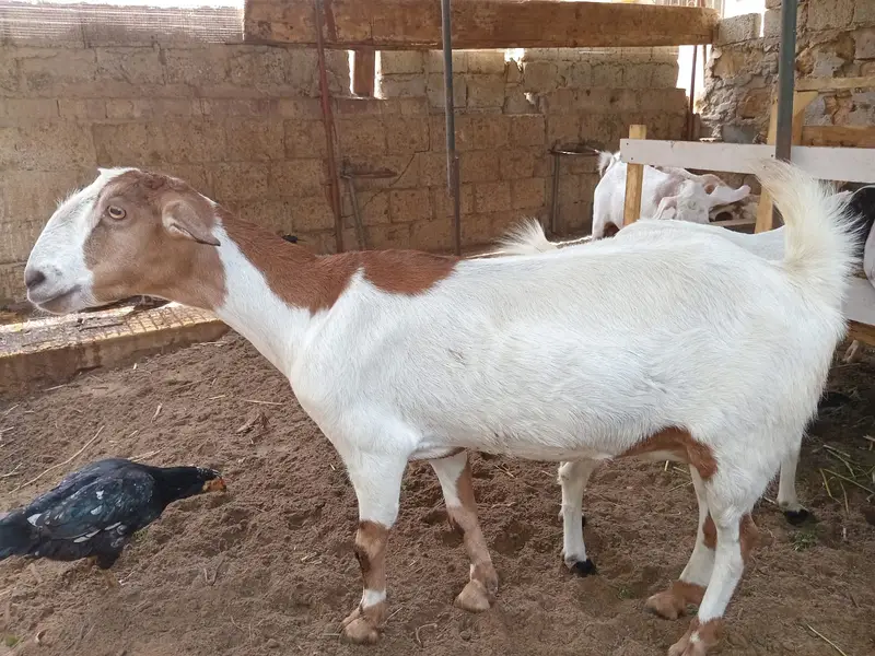 Female goat for sale. — photo 4