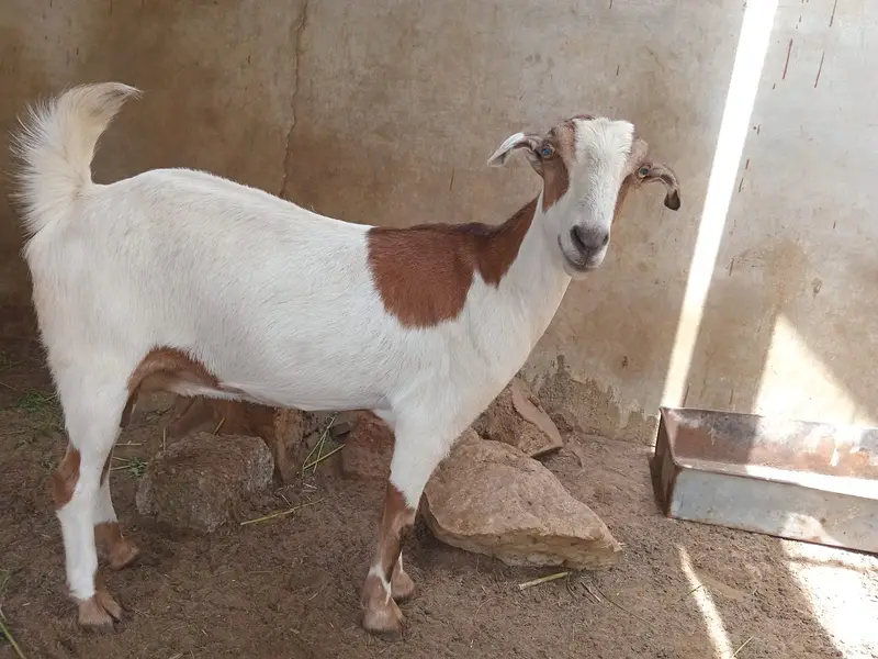 Female goat for sale. — photo 5