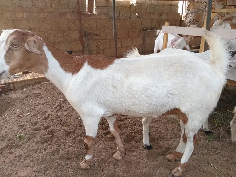 Female goat for sale. — photo 6
