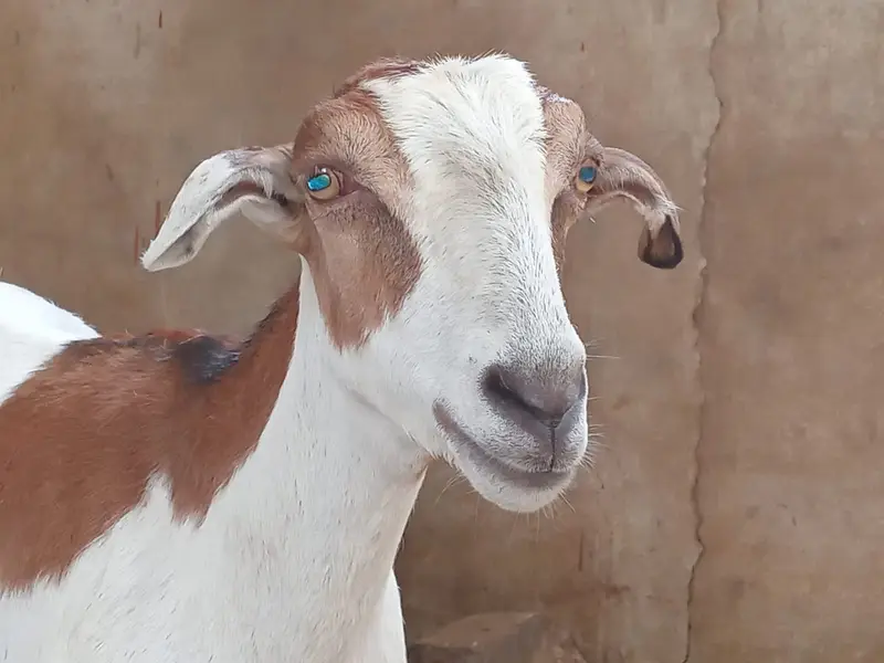 Female goat for sale. — photo 7