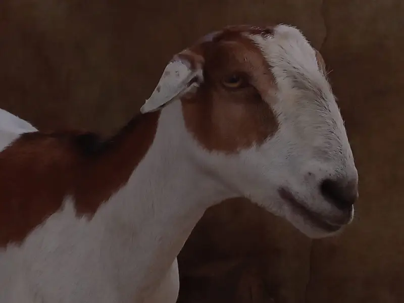 Female goat for sale. — photo 8