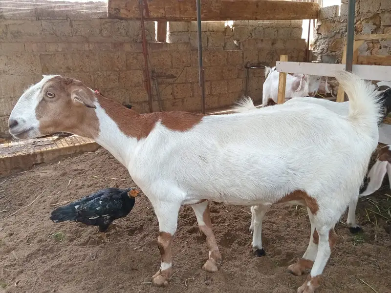 Female goat for sale. — photo 9
