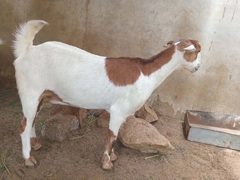 Female goat for sale. — photo 10