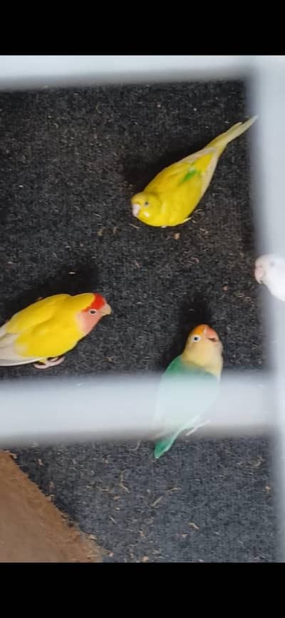 2 Lovebird pair, 1 female bajri