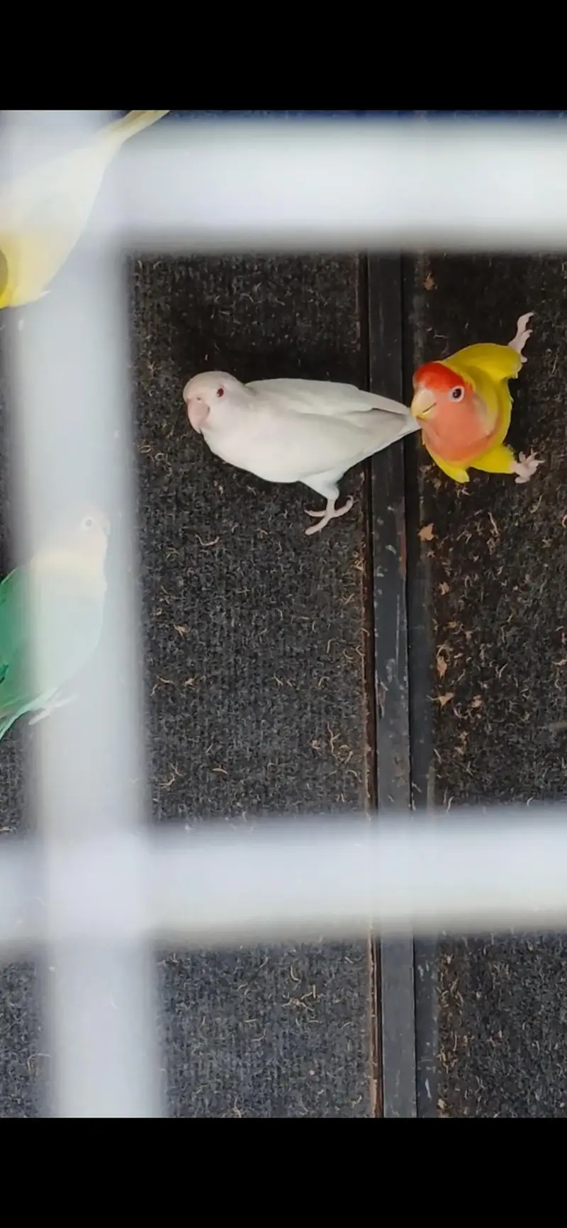 2 Lovebird pair, 1 female bajri — photo 2