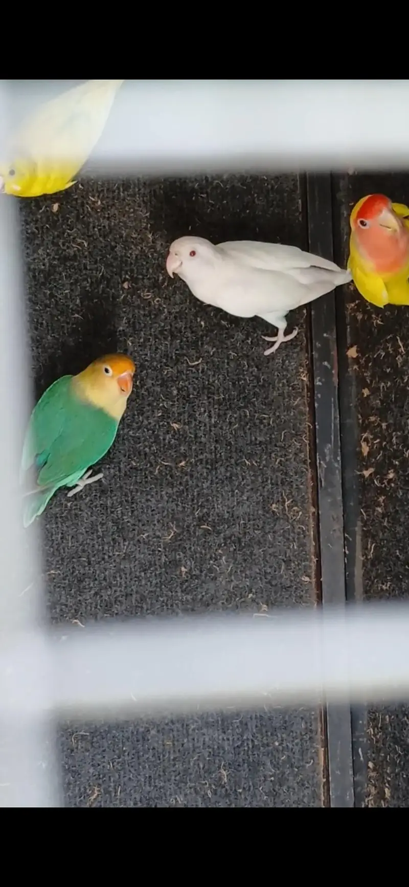 2 Lovebird pair, 1 female bajri — photo 3