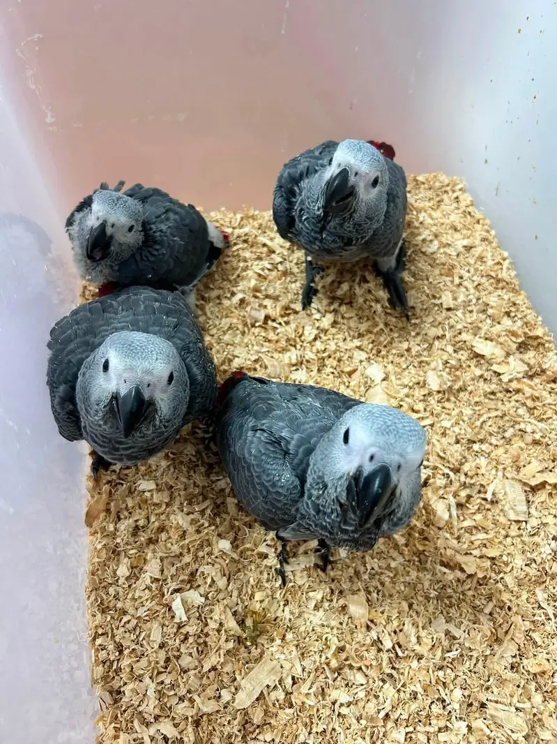 blue Macau parrot chicks for sale 0370/7908/891 — photo 2