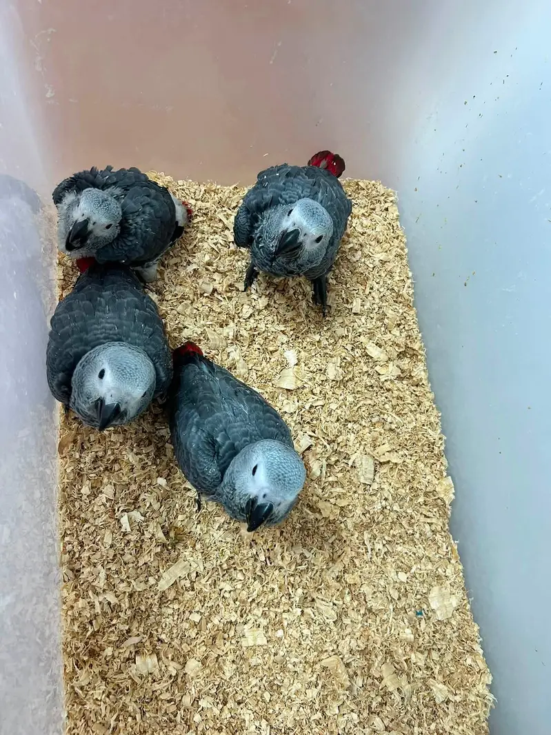 blue Macau parrot chicks for sale 0370/7908/891 — photo 3