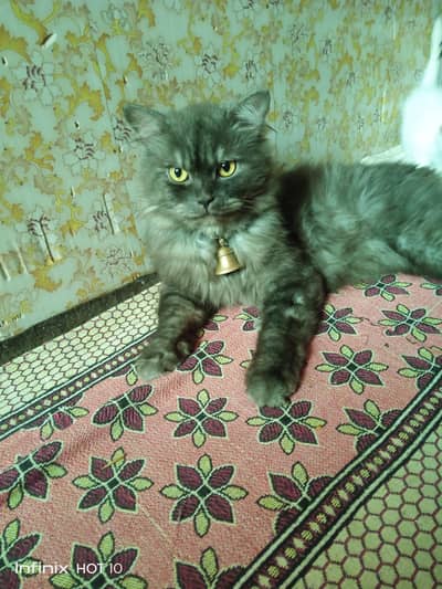punch face Triple coated Persian kitten for sale