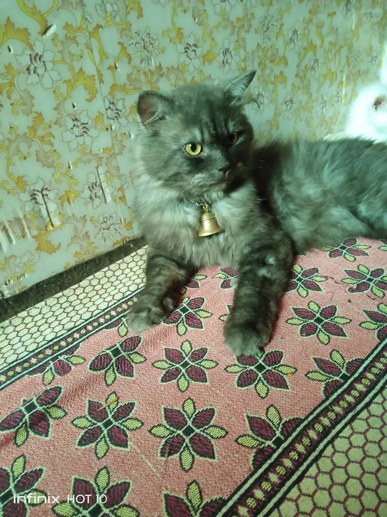 punch face Triple coated Persian kitten for sale — photo 2