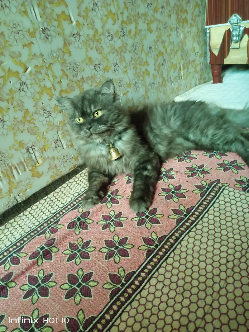 punch face Triple coated Persian kitten for sale — photo 3