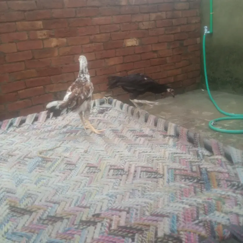 aseel patha black eye — photo 3