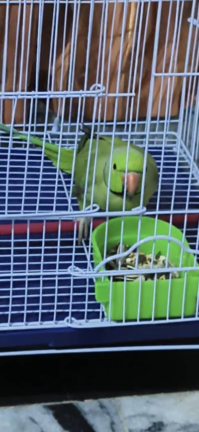 Parrot