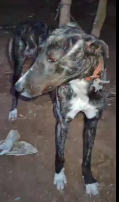 tazi gulter for sale