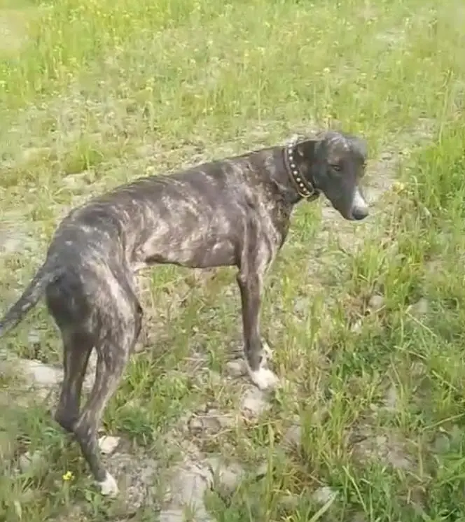 tazi gulter for sale watashpp 03245602584 — photo 2