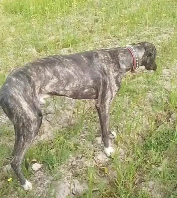 tazi gulter for sale watashpp 03245602584 — photo 3