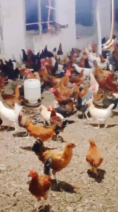 HEALTHY ACTIVE AND FULLY vaccinated stock available in taxila