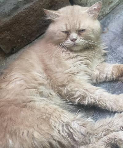 male Persian  cat for sale