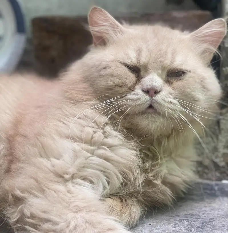 male Persian  cat for sale — photo 2