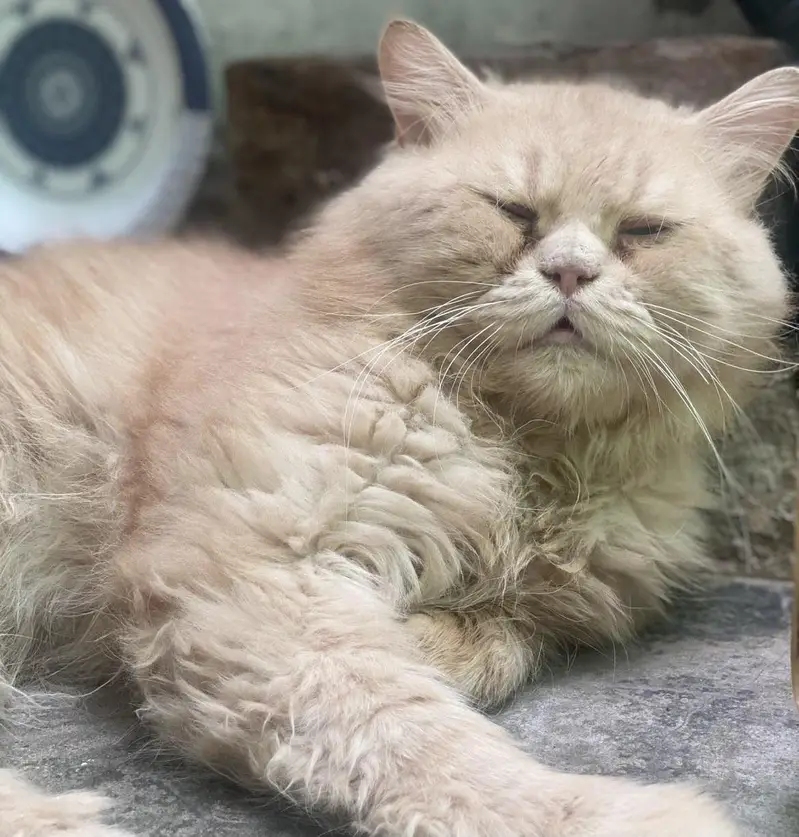 male Persian  cat for sale — photo 3